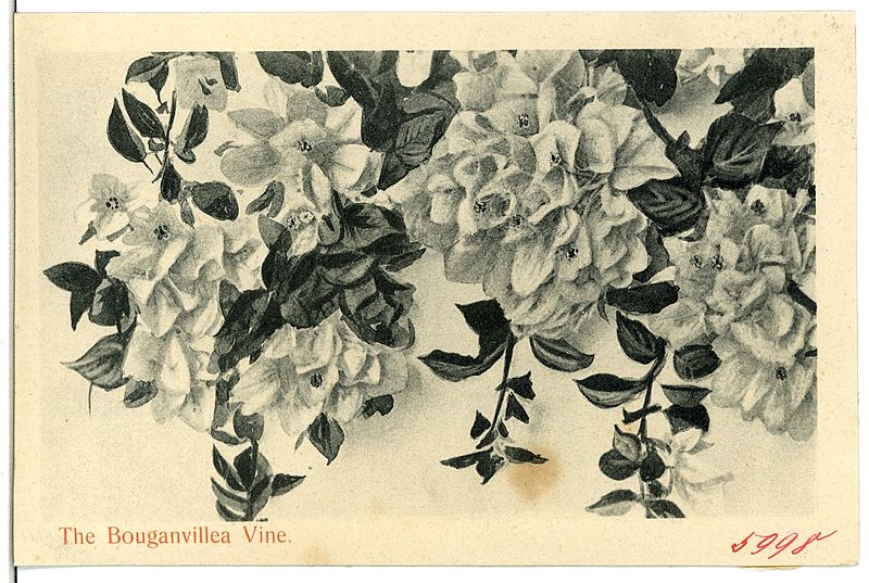 File:05998--1905-The Bouganvillea Vine-Brück & Sohn Kunstverlag.jpg