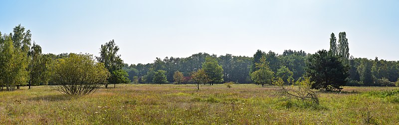 File:07 LSG 7338 010 Heidewald Wiesen der Heide im Herbst.jpg