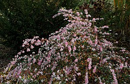 'Lady in Black' 134-49 Aster lateriflorus var. horizontalis 'Lady in Black'.jpg