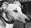 Thumbnail for St Leger (English greyhound race)