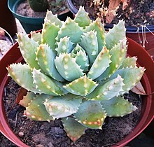 Aloe brevifolia var. depressa, the larger western variety. 1 Aloe brevifolia var depressa - Copy.jpg