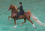 2009 Worlds Championship Horse Show (3877971589).jpg