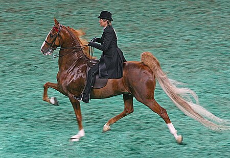 Fail:2009_Worlds_Championship_Horse_Show_(3877971589).jpg