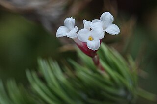 <i>Tillandsia araujei</i> Species of flowering plant