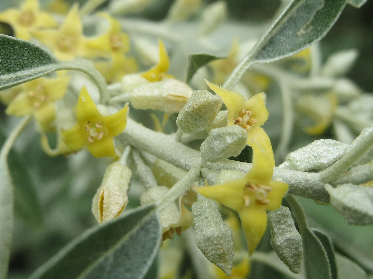 Elaeagnus oxycarpa