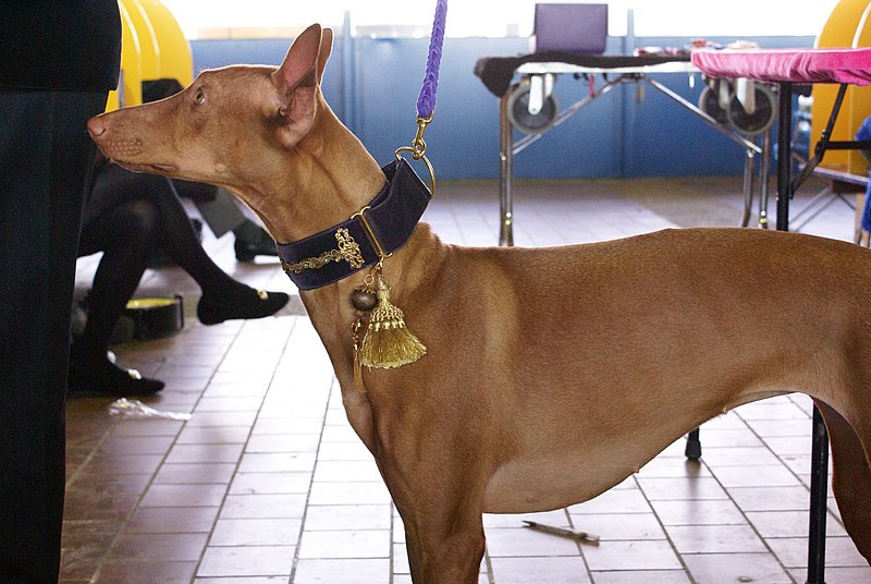 File:2014 Westminster Kennel Club Dog Show (12451664855).jpg