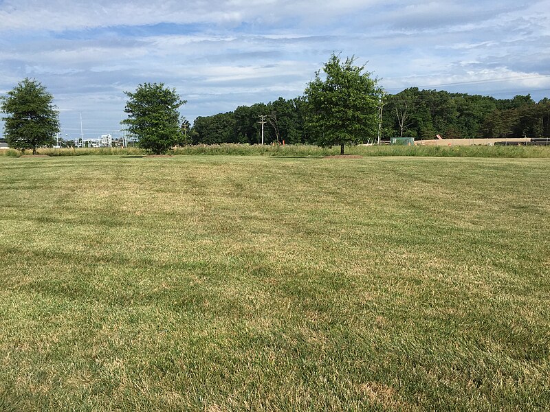 File:2016-07-15 09 06 02 Grass lawn beginning to brown due to water stress along Old Ox Road (Virginia State Secondary Route 606) in Sterling, Loudoun County, Virginia.jpg