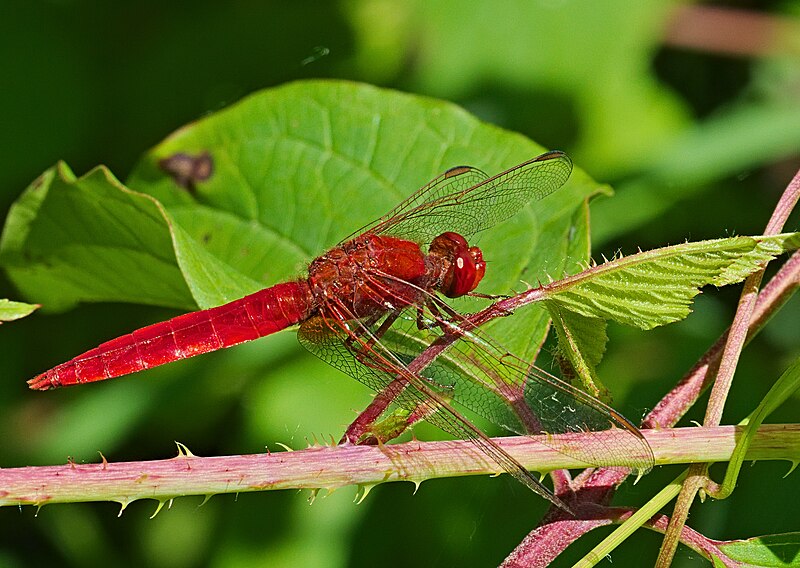 File:2018.06.19.-11-Zielfinger Seen-Mengen-Ruflingen--Feuerlibelle-Maennchen.jpg