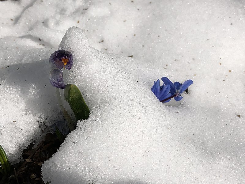 File:2022-03-13 10 51 33 Snow on a Crocus and Siberian Squill along Tranquility Court in the Franklin Farm section of Oak Hill, Fairfax County, Virginia.jpg