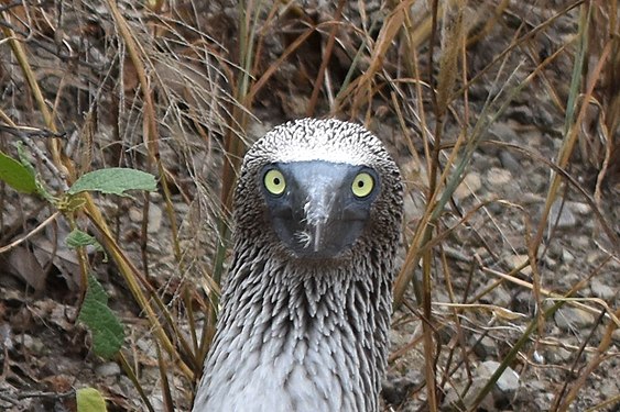 Blue footed booby on Isla de la Plata