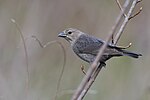 Thumbnail for File:20240412 brown headed cowbird south meadows PD208117.jpg