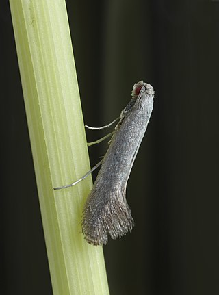 <i>Tinagma ocnerostomellum</i> Moth species in family Douglasiidae