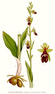 plate 408 Ophrys insectifera