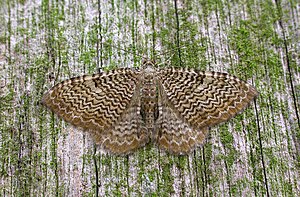 70.121 BF1789 Scallop Shell, Hydria undulata (3121211250) .jpg