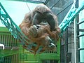 Orangutan at Artis