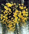 Dendrobium lindleyi