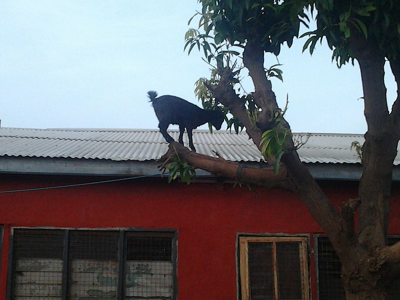 File:A goat on a tree.jpg