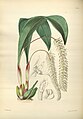 Dendrochilum glumaceum plate 134 in: James Bateman: A Second Century of Orchidaceous Plants London (1867)