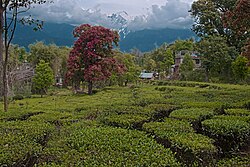 Palampur