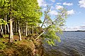 Abbruchkante Steilküste nördlich Weseby im Naturpark Schlei II * Wiki Loves Earth 2021/Deutschland