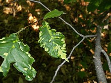 Daun Fagus grandifolia menunjukkan galls yang disebabkan oleh tungau Acalitus ferrugineum