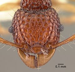 Насекомые шри ланки. Acanthomyrmex crassispinus. Опасные насекомые Шри Ланки. Личинки насекомых Шри Ланки.