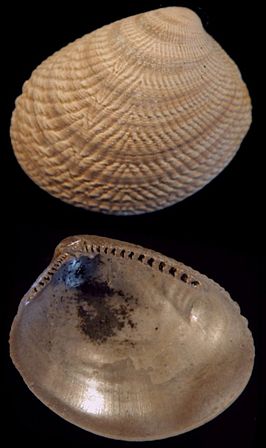 Acila cobboldiae