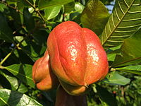 Ackee 001.jpg