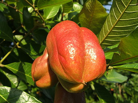 Плоды бывают красные и желтые. Фрукт Ackee Ямайка. Аки (Блигия вкусная). Экзотические фруктовые деревья. Плоды экзотических растений.