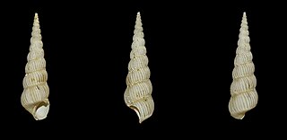 <i>Acrilla gallica</i> Species of gastropod