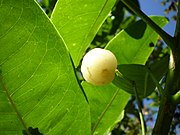 Acronychia acidula (ähnlich aber weiß ist Acronychia oblongifolia)