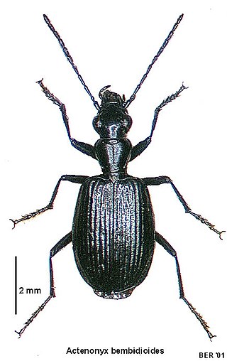 <i>Actenonyx</i> Genus of beetles