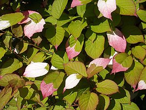 Actinidia kolomikta.jpg