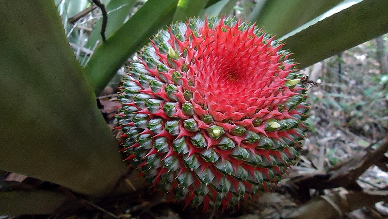 File:Aechmea multiflora L. B. Sm. (5965609768).jpg