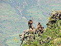 English: Monkey in north Ethiopia in front of the blue nile valley Deutsch: Affe im Norden Äthiopiens vor dem Hintergrund des Tales des Blauen Nils