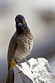 * Nomination African red-eyed bulbul (pycnonotus nigricans) at the Okaukuejo waterhole in Etosha NamibiaI --D-Kuru 20:33, 28 August 2019 (UTC) * Promotion  Support Good quality. --Basile Morin 01:30, 29 August 2019 (UTC)