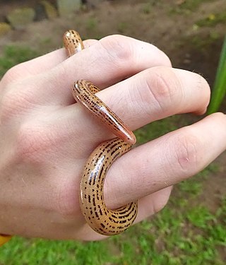 <span class="mw-page-title-main">Elegant blind snake</span> Species of snake