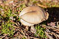 * Nomination Grey knight (Tricholoma terreum), Hartelholz, Munich, Germany --Poco a poco 07:37, 26 November 2020 (UTC) * Promotion  Support Good quality. --Tournasol7 08:25, 26 November 2020 (UTC)