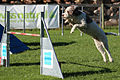 Agility - Sprung Lagotto 1.jpg