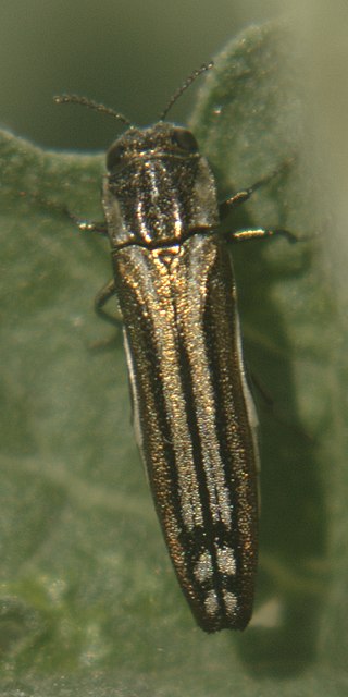<i>Agrilus aureus</i> Species of beetle