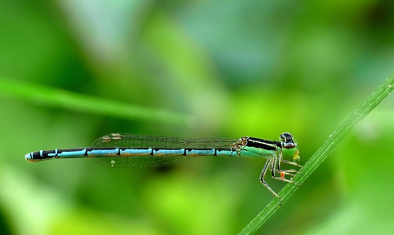 File:Agriocnemis pieris female at kadavoor.jpg