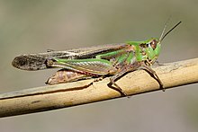 Aiolopus puissanti female (22312202385).jpg