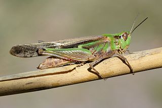 <i>Aiolopus puissanti</i> Species of grasshopper