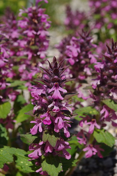 File:Ajuga genevensis ÖBG 2012-05-20 02.jpg