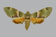 Akbesia davidi davidi, perempuan, upperside. Turki, Akbes.jpg