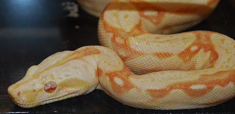 File:Albino boa.jpg