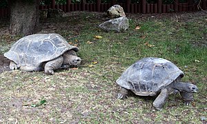 Tortugas de Aldabra en el zoo.