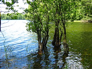 L'ontano è, con il salice e certi pioppi, una delle specie che meglio si adattano all'acqua. Qui emerge dal lago Bobięcińskie Wielkie in Polonia