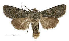 Aletia s.l. virescens male.jpg