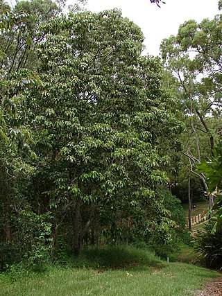 <i>Aleurites rockinghamensis</i> Species of flowering plant